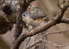 Titmouse-0024.jpg