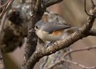 Titmouse-0026.jpg