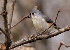 Titmouse-0030.jpg