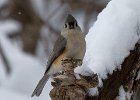 Titmouse-0031.jpg