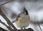 Titmouse-0032.jpg