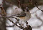 Titmouse-0036.jpg