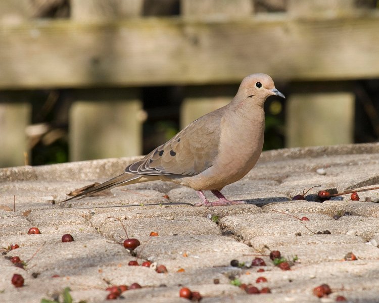 Dove-0045