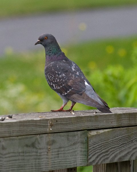 Pigeon-0003