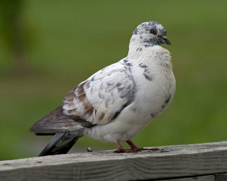 Pigeon-0006