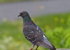 Pigeon-0003.jpg