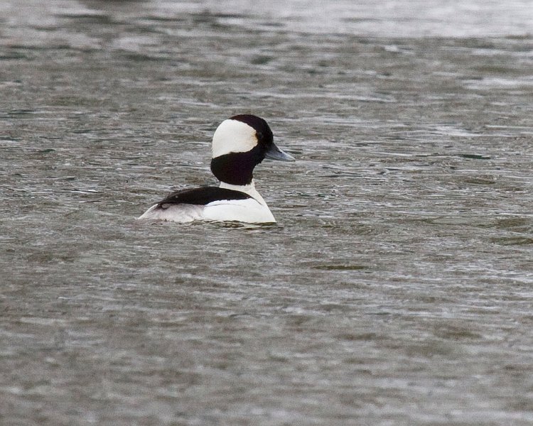 Bufflehead-0003