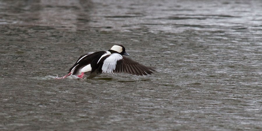 Bufflehead-0004