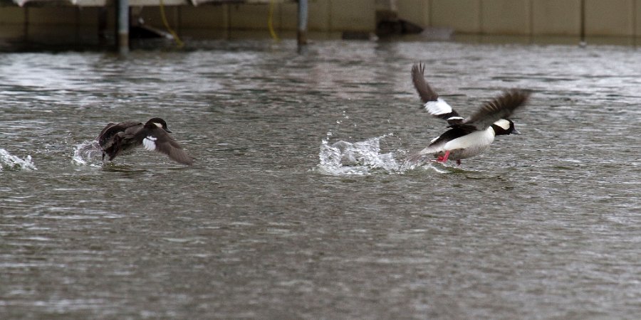 Bufflehead-0005