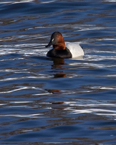 Canvasback-0002