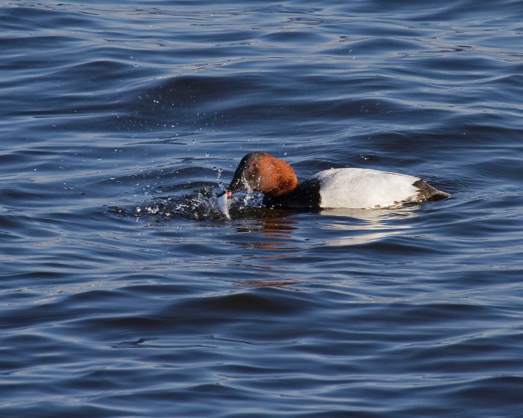 Canvasback-0007