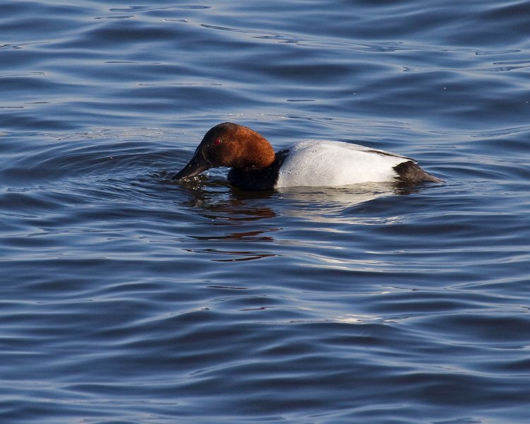 Canvasback-0008