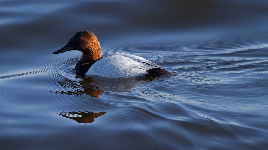 Canvasback-0014