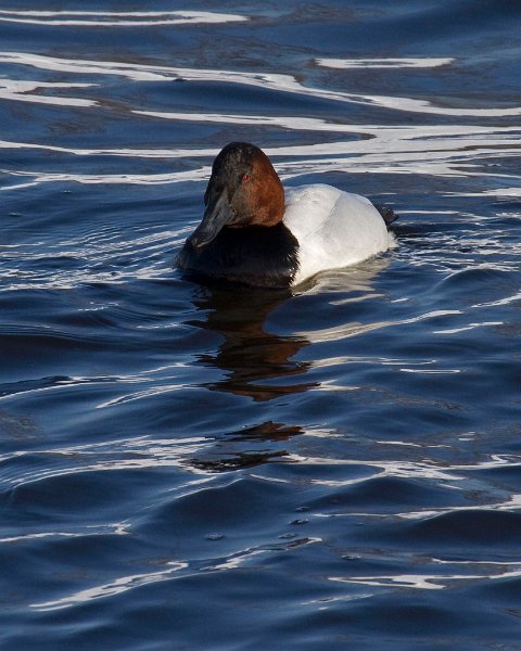 Canvasback-0021