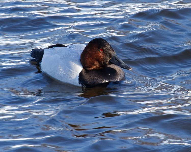 Canvasback-0023