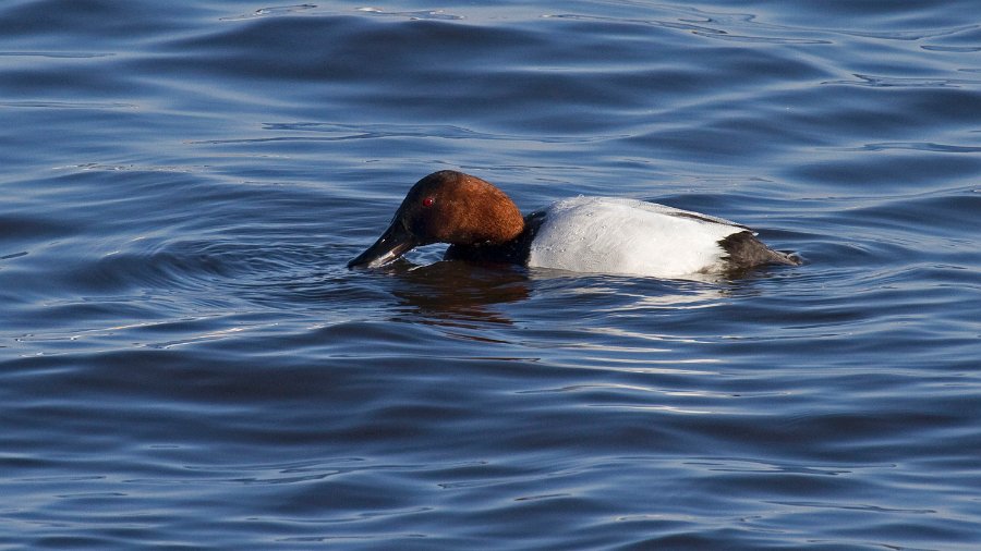 Canvasback-0024