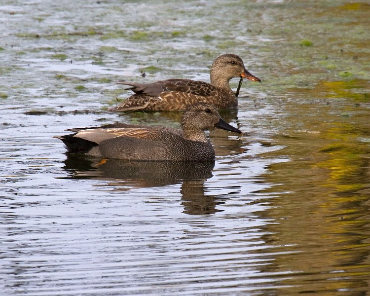 Gadwall-0002