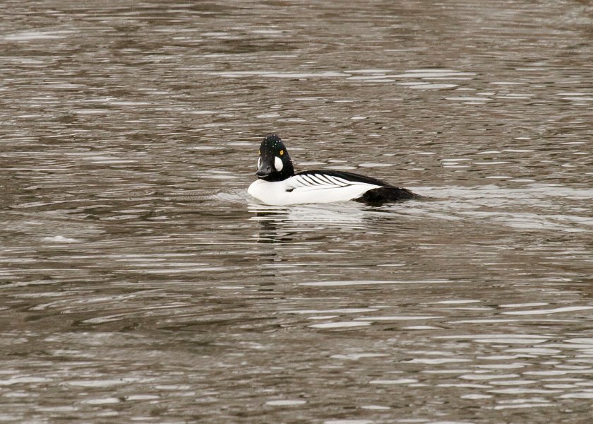 Goldeneye-0051