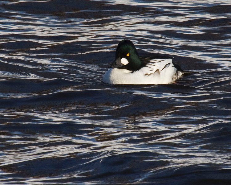 Goldeneye-0080