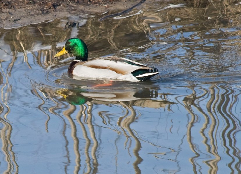 Mallard-0013