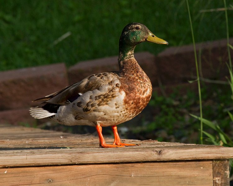 Mallard-0049