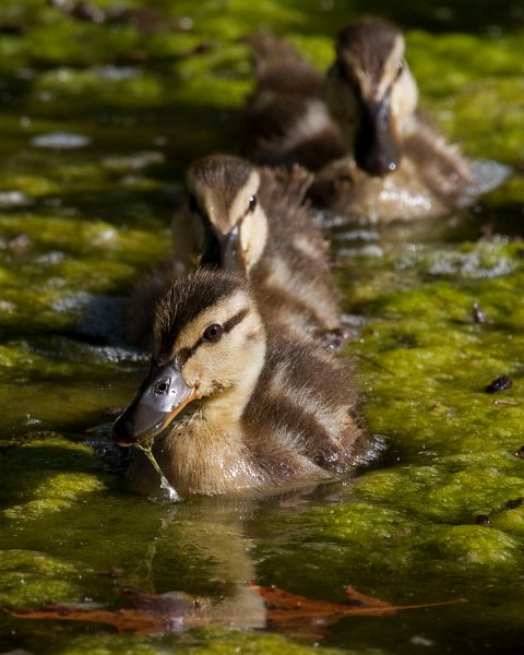 Mallard-0063