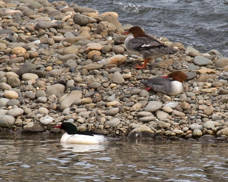 Merganser-0013