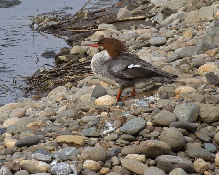 Merganser-0015