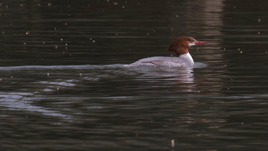 Merganser-0018