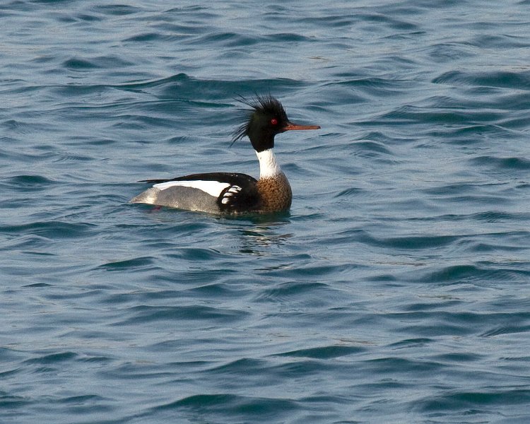 Merganser-0019