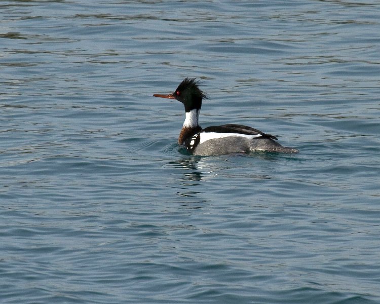 Merganser-0020