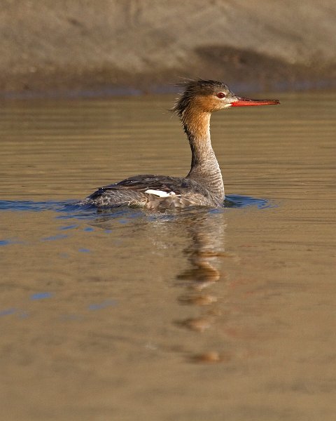 Merganser-0023