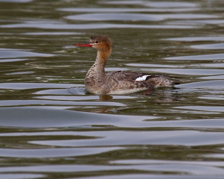 Merganser-0024