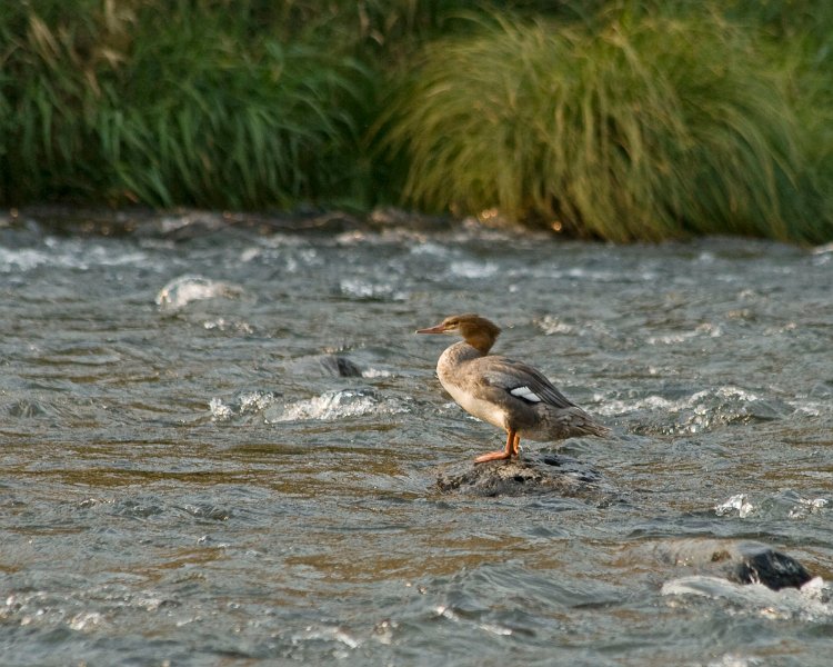 Merganser-007