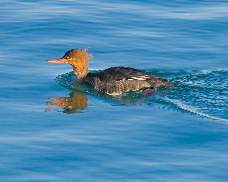 Merganser-009