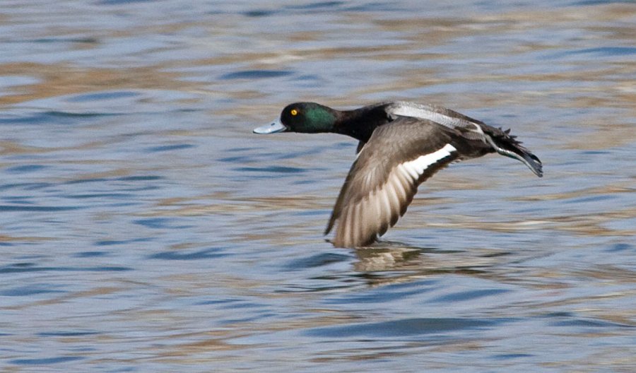 Scaup-0028