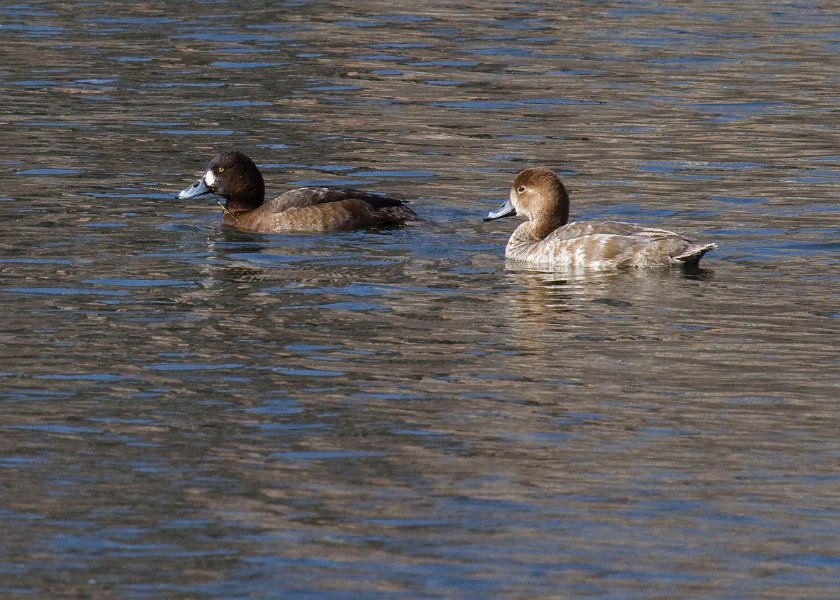 Scaup-0030