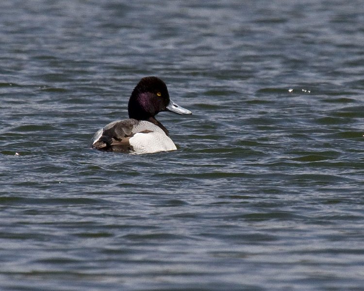 Scaup-0031