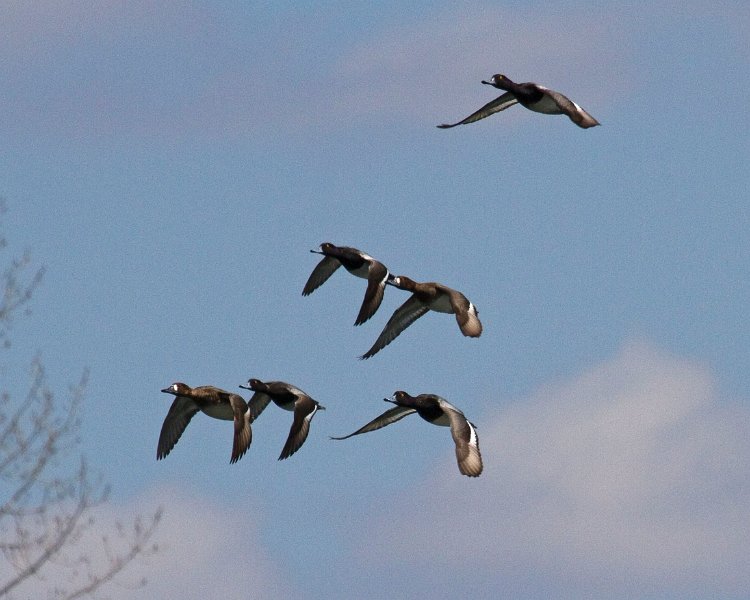 Scaup-0032