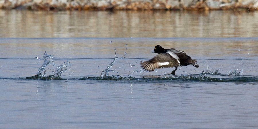 Scaup-0034