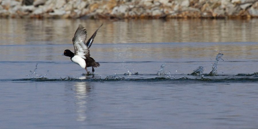 Scaup-0035