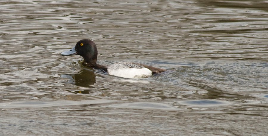 Scaup-011