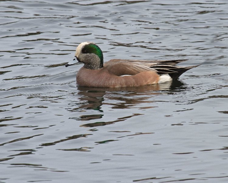 Widgeon-0004