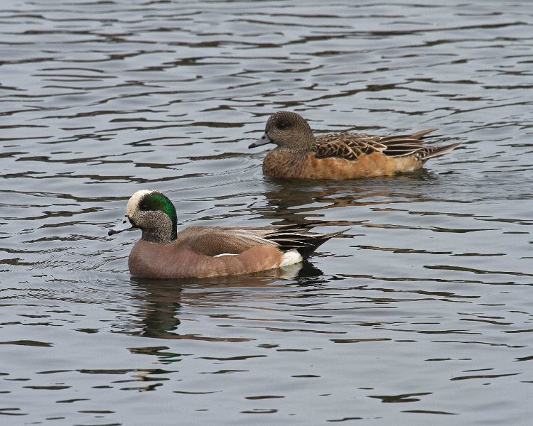 Widgeon-0005