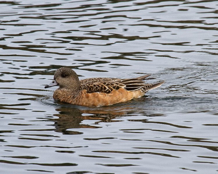 Widgeon-0006