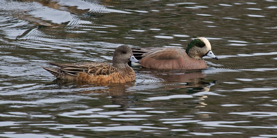 Widgeon-0007