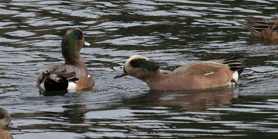 Widgeon-0008