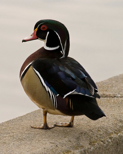 WoodDuck-0004