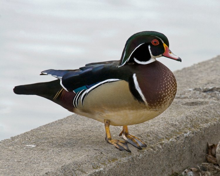 WoodDuck-0005