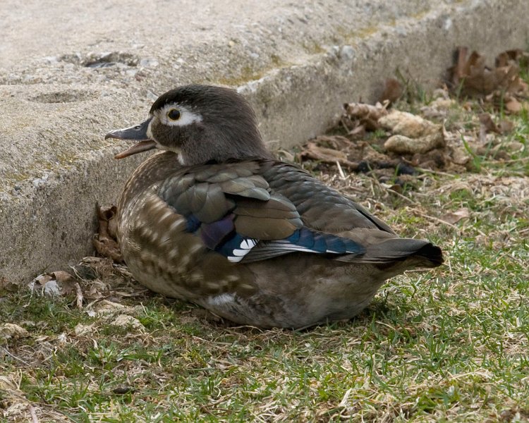 WoodDuck-0007